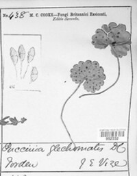 Puccinia glechomatis image